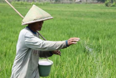  Ribuan Petani Kabupaten Cirebon Mundur dari Program Asuransi Usaha Tani Padi