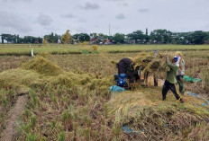 Kabupaten Cirebon Gunakan Pertanian Modern 