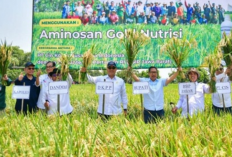 Kegiatan Perdana Pjs Bupati Indramayu Ikuti Panen Padi Organik