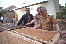 Terpikat Tembakau Varietas Lokal, Pj Bupati Minta Diskatan Genjot Penanaman