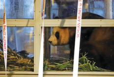 Panda Raksasa Fu Bao Tiba di Chengdu Setelah Penerbangan Khusus