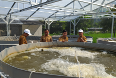 Lewat Teknologi Bioflok, Warga Kecamatan Sindangwangi Penuhi Kebutuhan Ikan Nila dan Gurame 