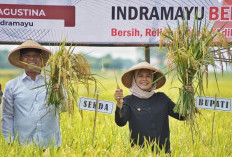 Optimistis Produksi Padi Meningkat