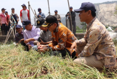 Ternyata Biaya Produksi Bawang Merah dari Biji Lebih Rendah, Ini Buktinya 