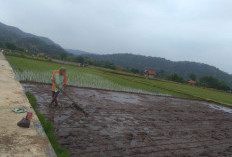 Petani di Kelurahan Majalengka Kulon Mulai Tanam Padi