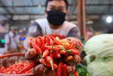 Harga Rata-Rata Nasional Bahan Pangan Meningkat Signifikan Hari Ini, Cabai Rawit Tembus Rp 48.110 per Kg