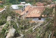 Rumah Ambruk, Pohon Tumbang 