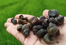 Keong Sawah, dari Hama Menjadi Hidangan di Atas Meja Makan