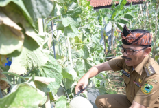 Open Farm Wisata Petik Melon Sendiri di UPTD Kantor Balai Pelaksana Penyuluhan Pertanian Ciawigebang