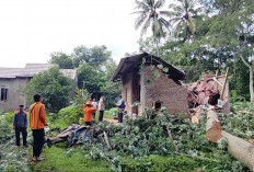  Rumah Warga Ambruk Tertimpa Pohon Tumbang 