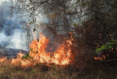 Agustus 2024 Didominasi Bencana Kebakaran Lahan