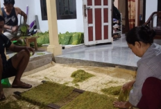 Petani Tembakau di Kecamatan Bantarujeg dan Lemahsugih Raup Keuntungan