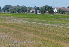 Petani Pasrah Gagal Panen, Distan Klaim Masih Surplus