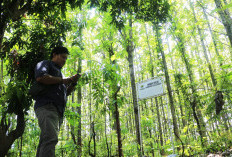 Perubahan RTH Bima Disorot, Dicaplok Bangunan Liar, Tinggal Kebun Jati