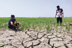 Kekeringan Semakin Meluas, Desa Suranenggala Paling Parah, Petani Terancam Gagal Panen