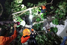 Pohon Tumbang Timpa Rumah Warga di Surapandan Kelurahan Argasunya Kecamatan Harjamukti Kota Cirebon