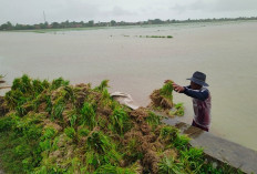 Akibat Banjir, 50 Ha Sawah di Desa Pranggong Terancam Gagal Tanam