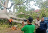 Pohon Randu Gede Tumbang, Tidak Ada Korban Jiwa